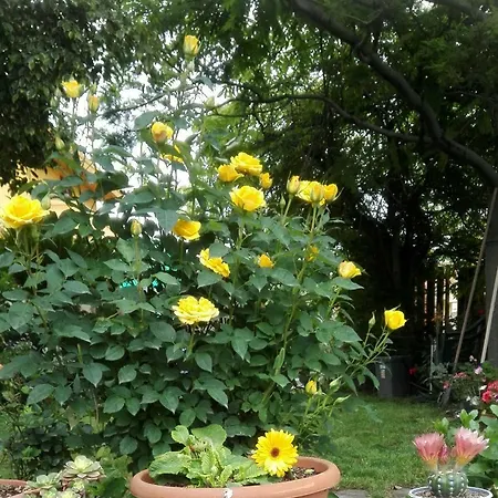 Casa Vacanza Su Bonu Acatu 度假居 *